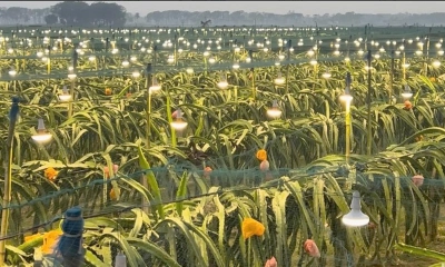 শার্শায় ‘লাইট ইনডোর্স’ পদ্ধতিতে ড্রাগন চাষ