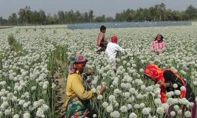 ঠাকুরগাঁওয়ে ৩শ কোটি টাকার পেঁয়াজ বীজ উৎপাদনের সম্ভাবনা