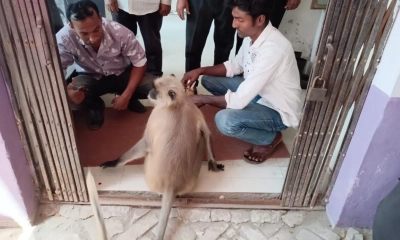 চিকিৎসা নিতে হাসপাতালে হনুমান