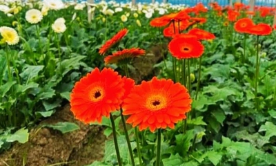 ফুলের রাজ্যে উৎসব শঙ্কায়, চাষিরা আশাবাদী