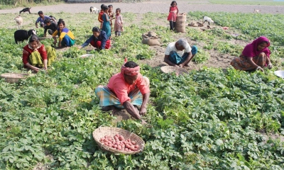 ফুলবাড়ী উপজেলায় লোকসানে আলুচাষিরা