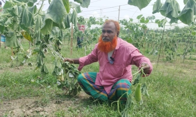 লাউ গাছের সঙ্গে এ কেমন শত্রুতা