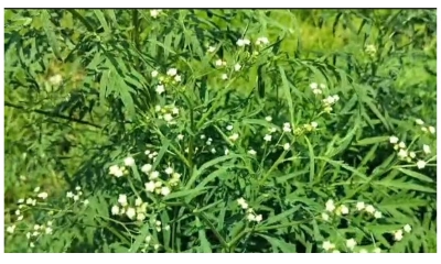ছড়িয়ে পড়েছে সাইলেন্ট কিলার পার্থেনিয়াম