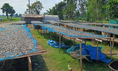 মাছ সংকটে শুটকিপল্লী, বেকার ৫ শতাধিক শ্রমিক