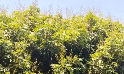 ঈশ্বরদীতে লিচু বাগানে মুকুলের সমারোহ