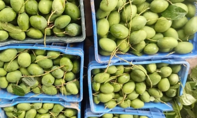 শার্শা বাজারে গুটি আম বেচাকেনা শুরু