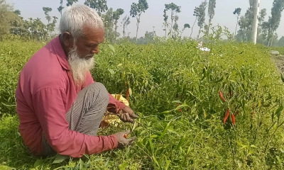 কুড়িগ্রামের নাওডাঙ্গায় সবজি চাষে সফল কৃষকরা