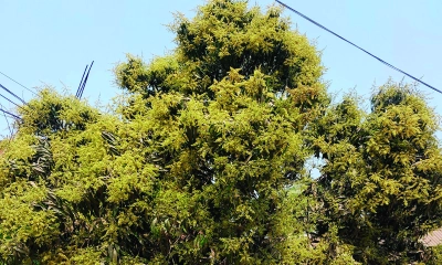 ফাগুনে মুকুলে ভরেছে শৈলকুপার আমবাগান