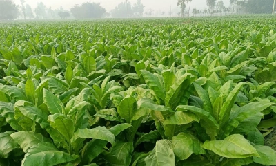 লালমনিরহাটে ২৫ হাজার হেক্টর জমিতে তামাক চাষ, খাদ্যশস্যে ভাটা