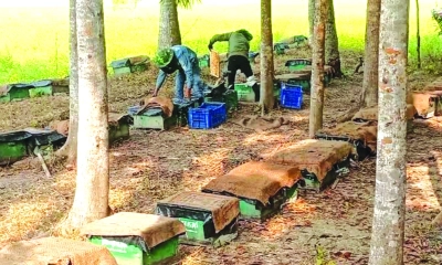শীত ও কুয়াশায় ব্যাহত হচ্ছে মধু চাষ, লোকসানে চাষিরা