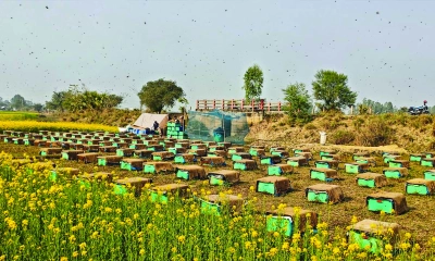 চলনবিলে মধু সংগ্রহে ব্যস্ত মৌচাষিরা