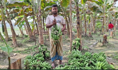 কৃষকের ৩০০ কলার ছড়ি কেটে দিল দুর্বৃত্তরা