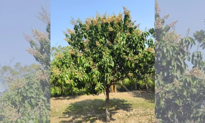 সাতক্ষীরায় সৌরভ ছড়াচ্ছে আমের মুকুল
