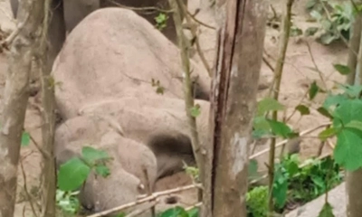 রাঙামাটিতে মৃত হাতির দেহের বিভিন্ন অংশ কেটে নিল দুর্বৃত্তরা