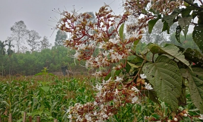 প্রকৃতিতে মুগ্ধতা ছড়াচ্ছে ভাটফুল