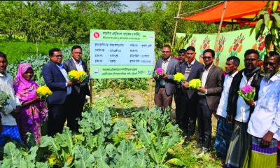 দশমিনায় প্রথমবারের মতো রঙিন ফুলকপি ও ব্রকলি চাষে সাড়া