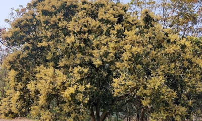 পাবনায় গাছে গাছে আমের মুকুলের সমারোহ 
