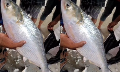 এক ইলিশের দাম সাড়ে ৭ হাজার টাকা