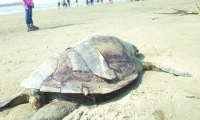 পারকি সৈকতে ভেসে এলো বিরল প্রজাতির কচ্ছপ