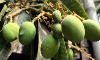 বসন্তের ছোঁয়ায় আম বাগানে নতুন আশার বার্তা