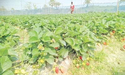 স্ট্রবেরি চাষে  বদলে যাচ্ছে জয়পুরহাটের কৃষি