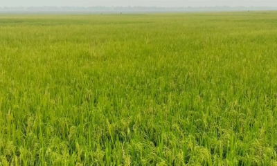 বিল কুমারীতে দুলছে হাজারো  কৃষকের সোনালি স্বপ্ন