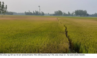 ধানের মাঠে বিষাদের ছায়া