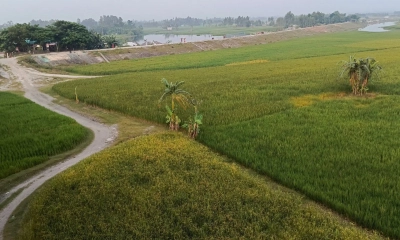 তিস্তার চরজুড়ে কৃষকের আশার আলো