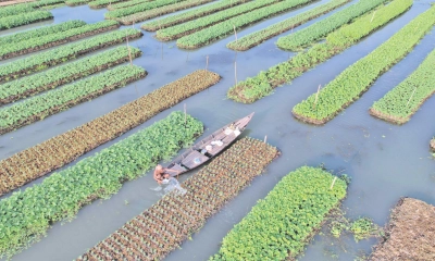 বন্যার আশঙ্কায় কৃষকের প্রস্তুতি