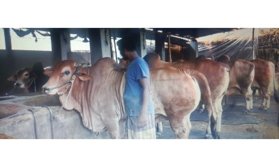 চাহিদার দ্বিগুণ পশু প্রস্তুত