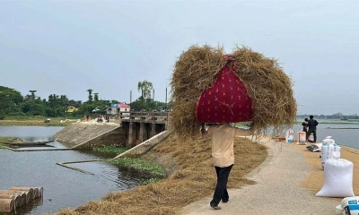 পচছে খড়, খালি হচ্ছে গোয়াল