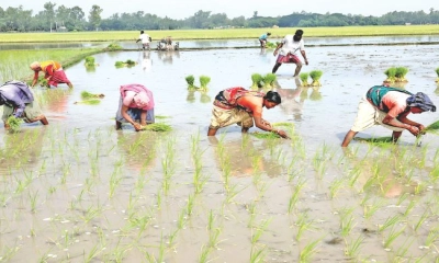 উৎসবের আমেজ শেষে মাঠের ডাক