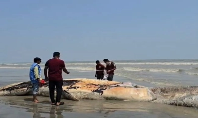 কুয়াকাটা উপকূলে ভেসে  এলো মৃত তিমি
