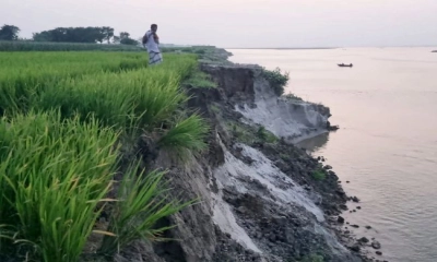 পদ্মার পেটে কৃষকের শেষ সম্বল