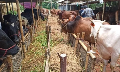 সাড়ে ৯ হাজার গরু নিয়ে  দুশ্চিন্তায় খামারিরা