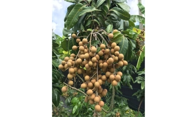 থাইল্যান্ডের লংগান  চাষে নতুন সম্ভাবনা
