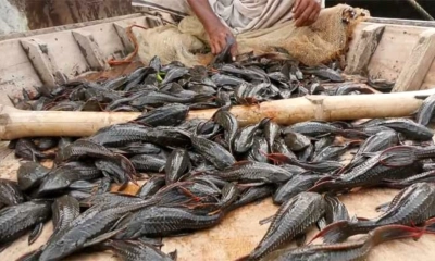 সাকার ফিশে বিপর্যস্ত শীতলক্ষ্যা
