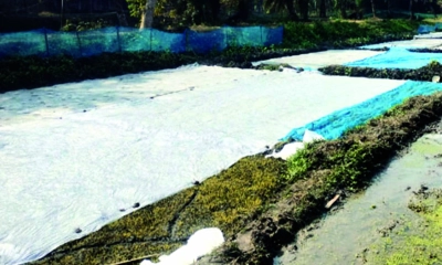হাড়কাঁপানো ঠান্ডায় জবুথবু বগুড়া, নষ্ট হচ্ছে বীজতলা