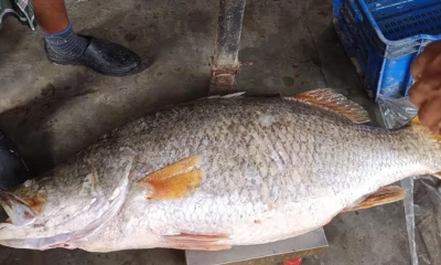 জেলের জালে ধরা পড়ল ২৩ কেজির কোরাল