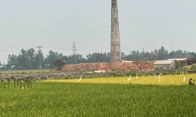 ইটভাটার কালো ধোঁয়ায় ঝলসে যাচ্ছে ফসল
