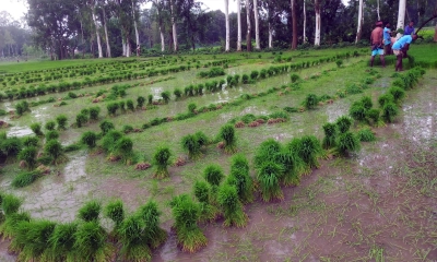 ফুলবাড়ীতে আমন চাষে ব্যস্ত কৃষক