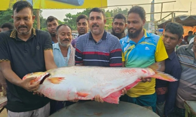 পদ্মার এক ঢাই মাছ  বিক্রি হলো ১ লাখে
