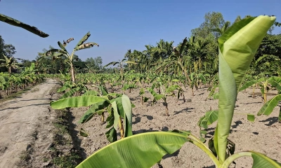 সীমান্তবর্তী শ্রীবরদীতে ধান চাষ বাদ দিয়ে কলা চাষ