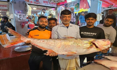 জেলের জালে ধরা পড়ল ২৬ কেজির ডাইং মাছ