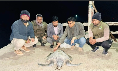 জেলের জালে আটকা কচ্ছপ, সাগরে অবমুক্ত