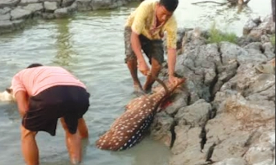 মিরসরাইয়ে প্রকাশ্যে হরিণ জবাই, ভিডিও ভাইরাল