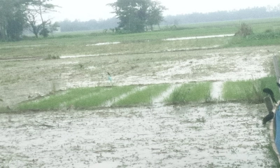 প্রবল বর্ষণে ৬০ হেক্টর ফসলি জমি তলিয়ে ক্ষতিগ্রস্ত ৪৭০ কৃষক