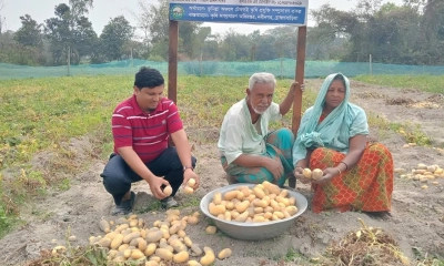 নবীনগরে সানশাইন জাতের আলুতে বাড়ছে কৃষকের আগ্রহ