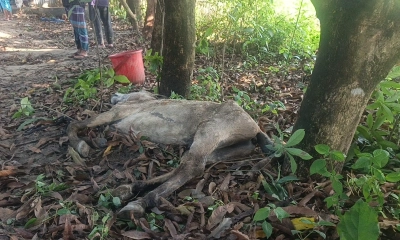গরু বলে ঘোড়ার মাংস বিক্রি, জবাই করা ১৪ ঘোড়া উদ্ধার