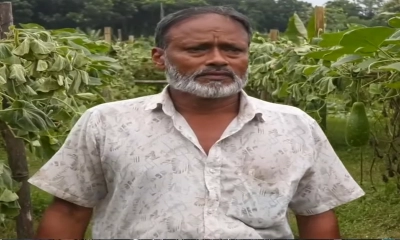 রাতের আঁধারে কেটে দেওয়া হলো ফলন্ত লাউখেত, একই ঘটনার পুনরাবৃত্তি